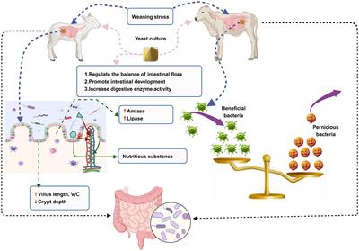 Review of yeast culture concerning the interactions between gut microbiota and young ruminant animals